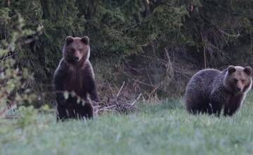 FOTO: Fotografie z tohtoročnej medvedej ruje