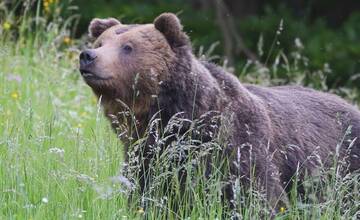 FOTO: Fotografie z tohtoročnej medvedej ruje