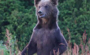 FOTO: Fotografie z tohtoročnej medvedej ruje