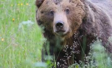 FOTO: Fotografie z tohtoročnej medvedej ruje