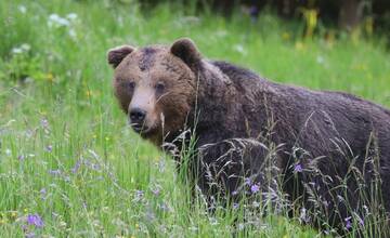 FOTO: Fotografie z tohtoročnej medvedej ruje