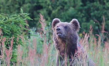 FOTO: Fotografie z tohtoročnej medvedej ruje