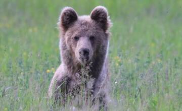 FOTO: Fotografie z tohtoročnej medvedej ruje