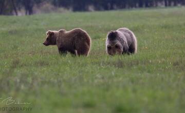 FOTO: Fotografie z tohtoročnej medvedej ruje
