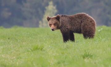 FOTO: Fotografie z tohtoročnej medvedej ruje