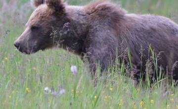 FOTO: Fotografie z tohtoročnej medvedej ruje