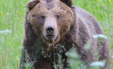 FOTO: Fotografie z tohtoročnej medvedej ruje