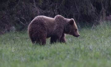 FOTO: Fotografie z tohtoročnej medvedej ruje