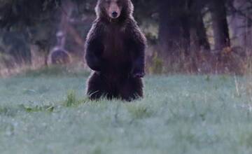 FOTO: Fotografie z tohtoročnej medvedej ruje