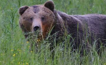 FOTO: Fotografie z tohtoročnej medvedej ruje