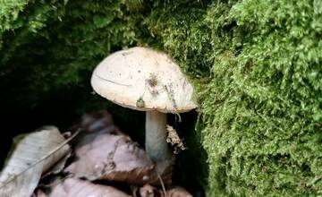 FOTO: Hubári sa chvália plnými košíkmi