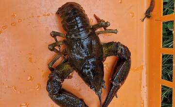 FOTO: V Tatranskej Lomnici sa nachádzali stovky rakov