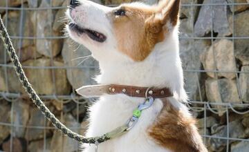 FOTO: Deň v breznianskom útulku Tuláčik