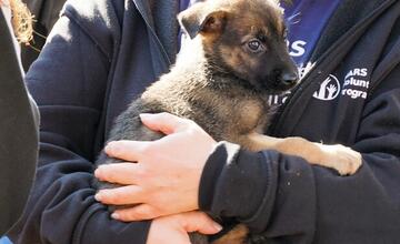 FOTO: Deň v breznianskom útulku Tuláčik