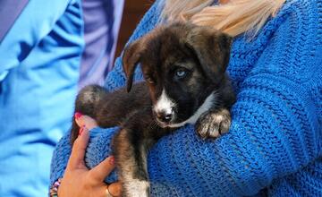 FOTO: Deň v breznianskom útulku Tuláčik