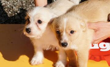 FOTO: Deň v breznianskom útulku Tuláčik
