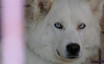 FOTO: Deň v breznianskom útulku Tuláčik