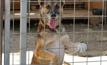 FOTO: Deň v breznianskom útulku Tuláčik