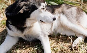 FOTO: Deň v breznianskom útulku Tuláčik