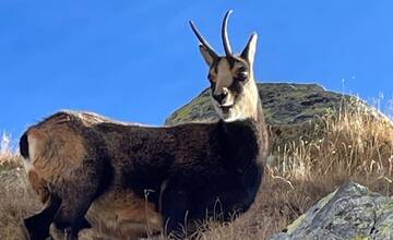 FOTO: V Tatrách prebehlo jesenné sčítanie kamzíkov