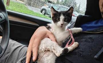 FOTO: Bezcitné správanie k mačiatku v Snine. Neznámy páchateľ ho surovo dokopal