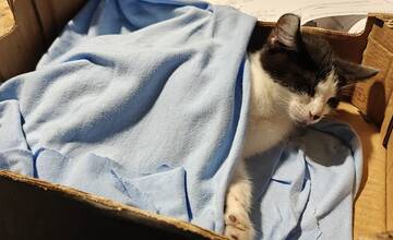 FOTO: Bezcitné správanie k mačiatku v Snine. Neznámy páchateľ ho surovo dokopal