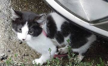 FOTO: Bezcitné správanie k mačiatku v Snine. Neznámy páchateľ ho surovo dokopal