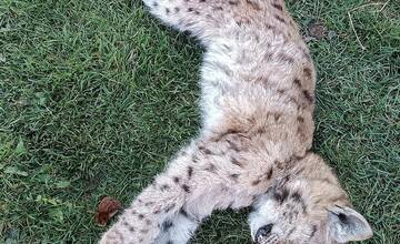 FOTO: Mláďa rysa nemalo šancu prežiť v prírode