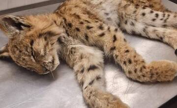 FOTO: Mláďa rysa nemalo šancu prežiť v prírode