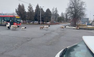 FOTO: Na Delni sa pohybovalo stádo oviec
