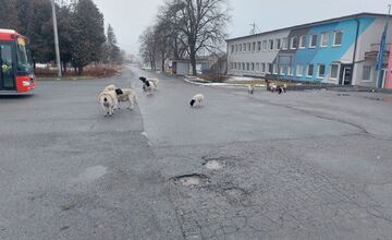 FOTO: Na Delni sa pohybovalo stádo oviec