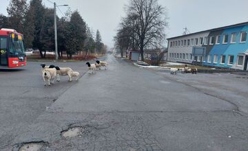 FOTO: Na Delni sa pohybovalo stádo oviec