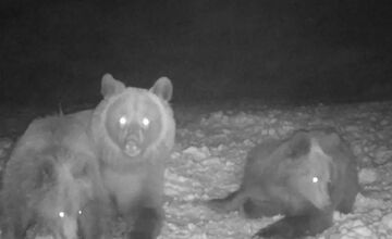 FOTO: Aj v okrese Medzilaborce sú medvede počas zimy aktívne