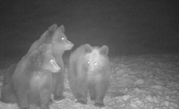 FOTO: Aj v okrese Medzilaborce sú medvede počas zimy aktívne