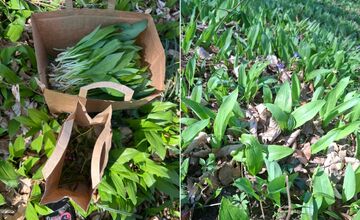 FOTO: Kde v Prešove rastie medvedí cesnak? Miestni zdieľajú overené miesta