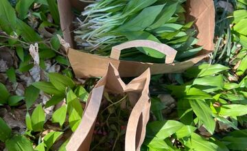 FOTO: Kde v Prešove rastie medvedí cesnak? Miestni zdieľajú overené miesta