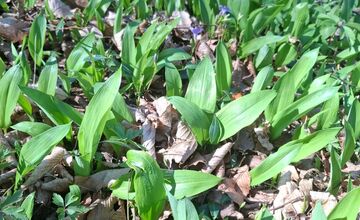 FOTO: Kde v Prešove rastie medvedí cesnak? Miestni zdieľajú overené miesta