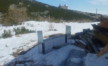 FOTO: V Tatrách prebieha odchyt líšok. Strácajú plachosť a ohrozujú vzácne svište