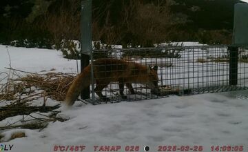 FOTO: V Tatrách prebieha odchyt líšok. Strácajú plachosť a ohrozujú vzácne svište