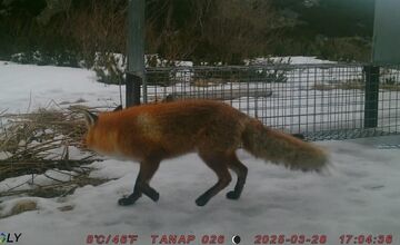 FOTO: V Tatrách prebieha odchyt líšok. Strácajú plachosť a ohrozujú vzácne svište