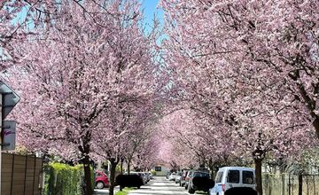 FOTO: Gorkého v Prešove zakvitla do ružova. Stromy očarili celé mesto