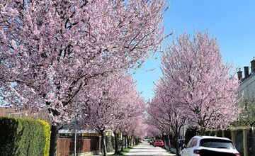 FOTO: Gorkého v Prešove zakvitla do ružova. Stromy očarili celé mesto