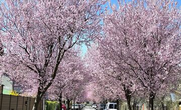 FOTO: Gorkého v Prešove zakvitla do ružova. Stromy očarili celé mesto