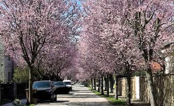 FOTO: Gorkého v Prešove zakvitla do ružova. Stromy očarili celé mesto