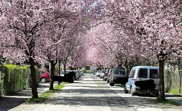 FOTO: Gorkého v Prešove zakvitla do ružova. Stromy očarili celé mesto