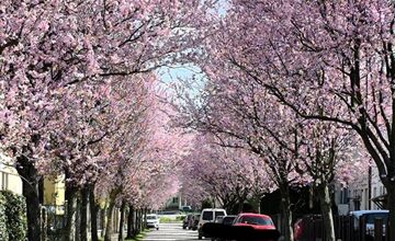 FOTO: Gorkého v Prešove zakvitla do ružova. Stromy očarili celé mesto