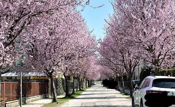 FOTO: Gorkého v Prešove zakvitla do ružova. Stromy očarili celé mesto