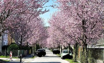 FOTO: Gorkého v Prešove zakvitla do ružova. Stromy očarili celé mesto
