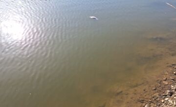 FOTO: Návštevu jazier vo Veľkom Šariši pokazil pohľad na mŕtve ryby