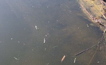 FOTO: Návštevu jazier vo Veľkom Šariši pokazil pohľad na mŕtve ryby